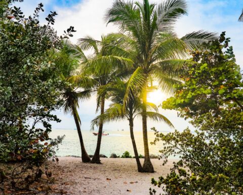 coconut trees